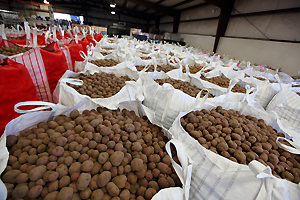 Potatoes in storage